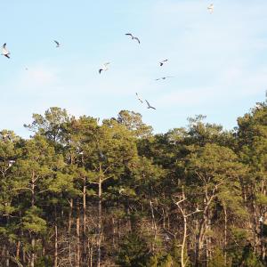 Shore Birds