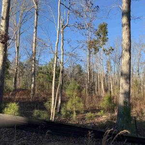 Wooded Lot