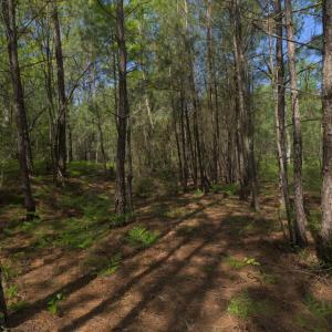 Ground Site 14 W Trail End