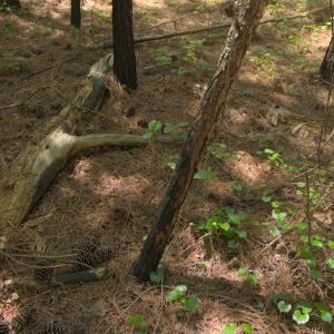 Ground Site 20 Fire Damage alt