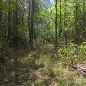 Ground Site 11 Access Turn East