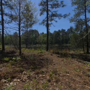Ground Site 19 Rugged Border and Pond