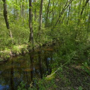 Ground Site 17 NW Creek