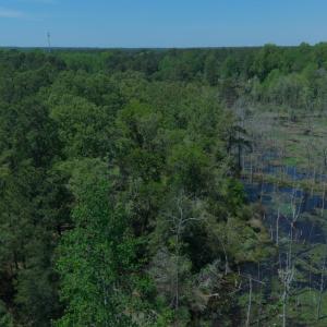 Aerial Tree Level NE Trail