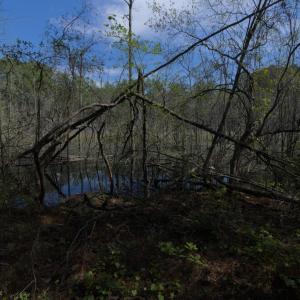 Ground Site 15 Swampy Marshy Pic