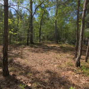 Ground Site 14 Open Area