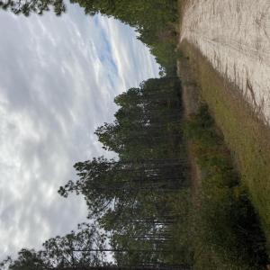 Off Wolf Pond