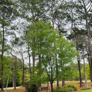 Image 9 - 521 Chatsworth Place