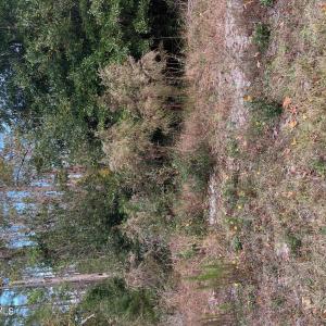 230 Redwood