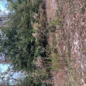224 Redwood