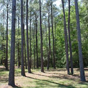 Woodsy Castlebrook Homesite