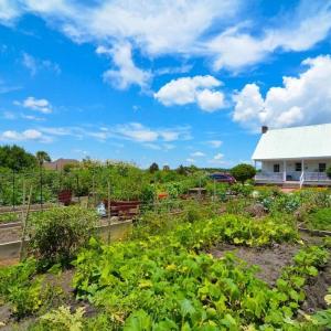 community-gardens