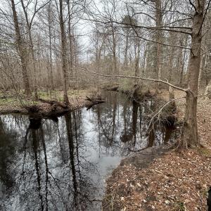 #2 Cypress Bottom-Creek