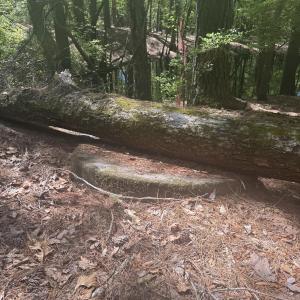 Rare stone found