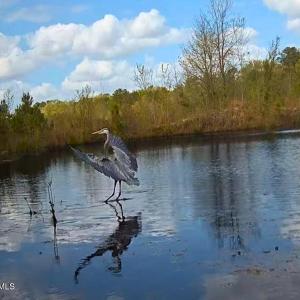 62. Blue herring on trail cam
