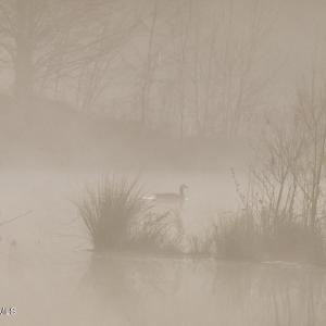 10. Goose on the pond