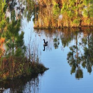 18. Goose on the pond