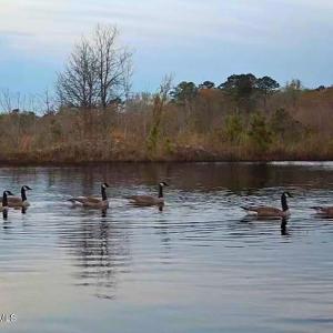 57. Geese on trail cam