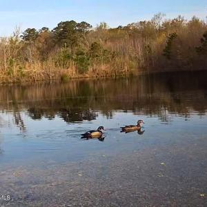 49. Ducks in ponds on trail cam