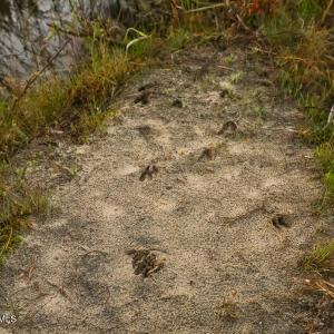 31. Deer Tracks