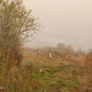 13. Running Whitetail Deer