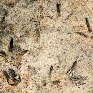 40. Turkey and Deer Tracks