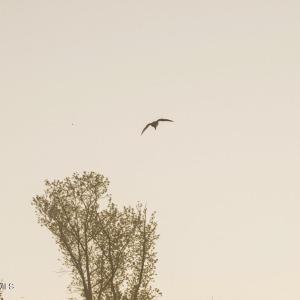 3. Waterfowl