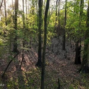 54. Riverfront Bottomland Area