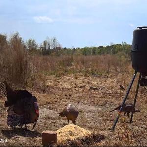 48. Turkeys on trail cam