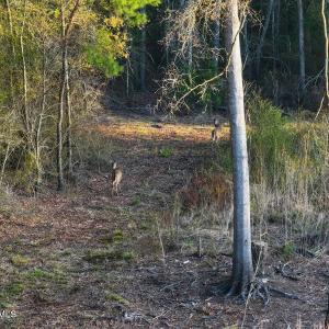 60. Whitetail Deer