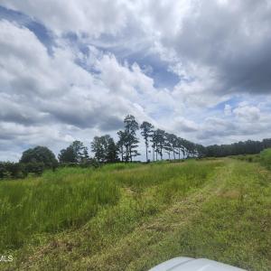 Property recently cleared again