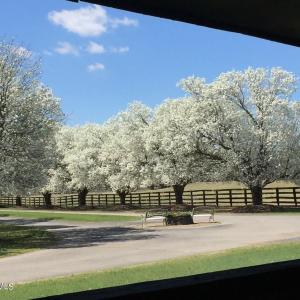 cherryblossoms