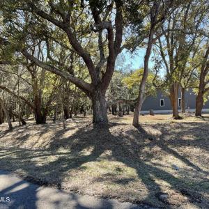 Beautiful Live Oaks