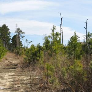 Land View