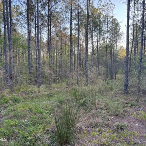 Cartledge Creek