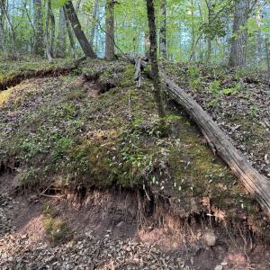 Cartledge Creek
