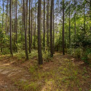 Walking trails