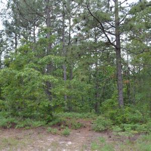 Old Barnwell Rd (33)