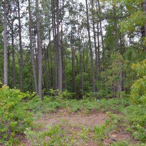 Old Barnwell Rd (29)