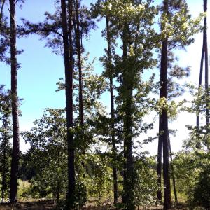 2025 Vass Carthage Rd Front Road side Tr