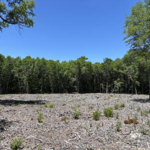More of Cleared area