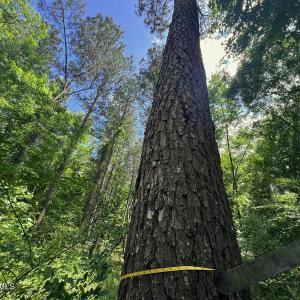 20. Pine Diameter
