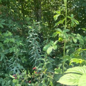 Photo #7 of Tbd Nc Hwy 705, Robbins, NC 3.3 acres