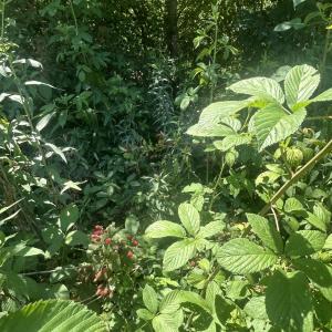 Photo #6 of Tbd Nc Hwy 705, Robbins, NC 3.3 acres