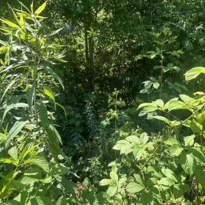 Photo #5 of Tbd Nc Hwy 705, Robbins, NC 3.3 acres