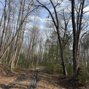 Photo #16 of 269 Creek, Bath, NC 42.8 acres