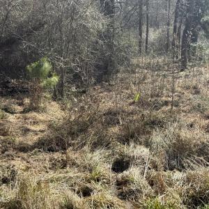 Photo #14 of 269 Creek, Bath, NC 42.8 acres