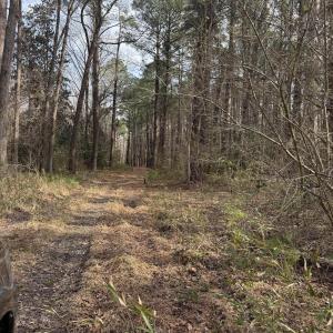 Photo #5 of 269 Creek, Bath, NC 42.8 acres