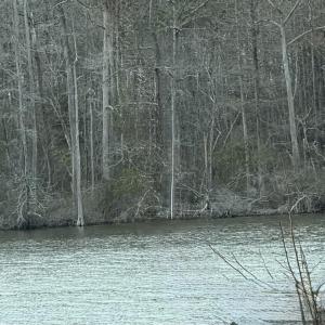Photo #1 of 269 Creek, Bath, NC 42.8 acres