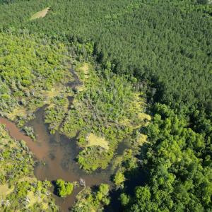 Photo #8 of 33 Heathsville, Enfield, NC 37.2 acres